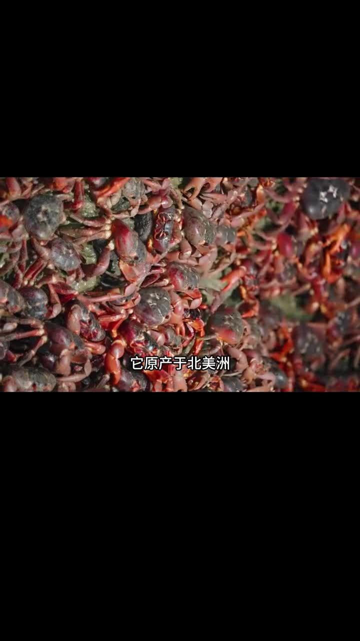 这个小龙虾尾真的是嗦上就停不下来麻辣鲜香脆嫩弹牙