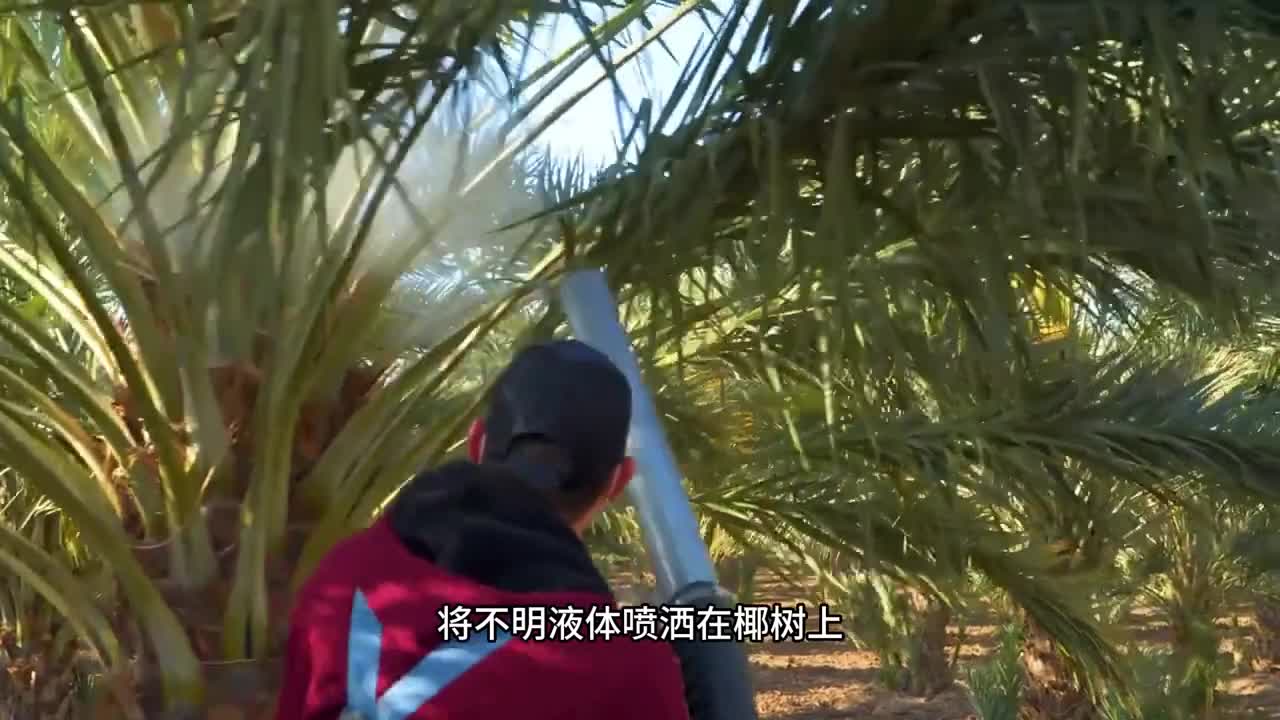 这个椰子角也太好吃了吧椰肉雪白厚实椰子脑袋一定要试试