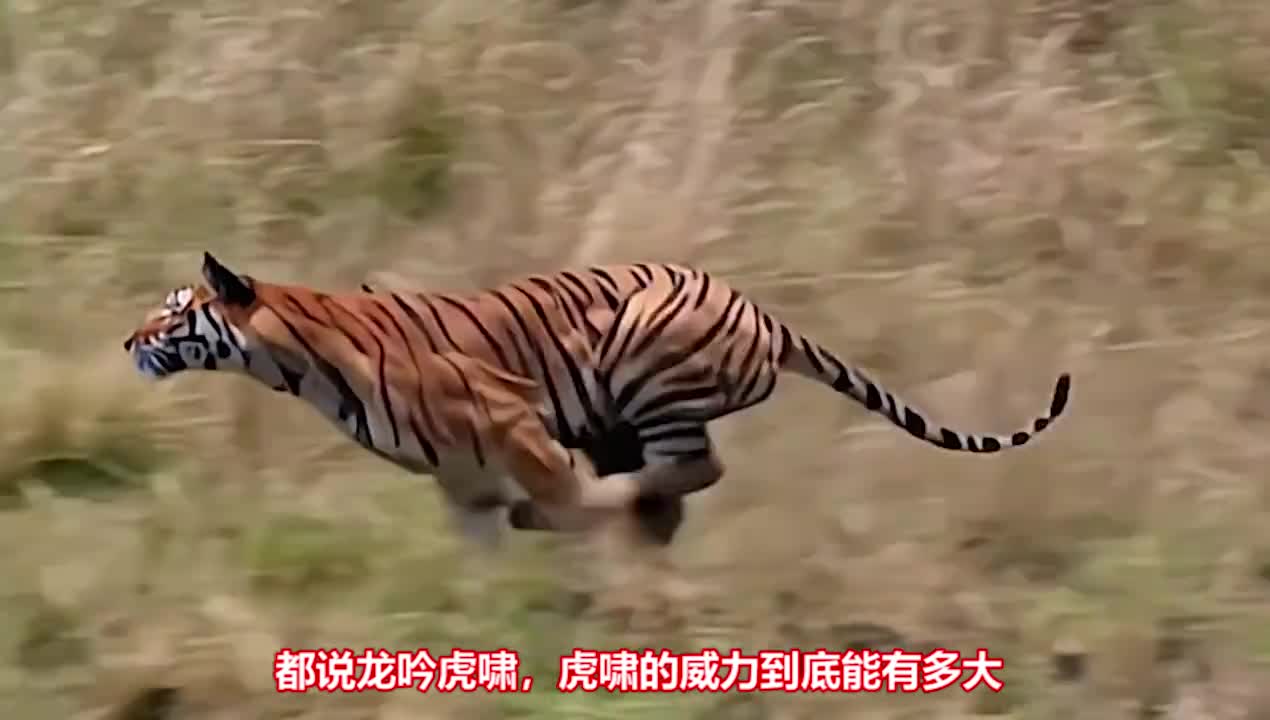 虎啸的威力有多大声音太大为什么会没有声音