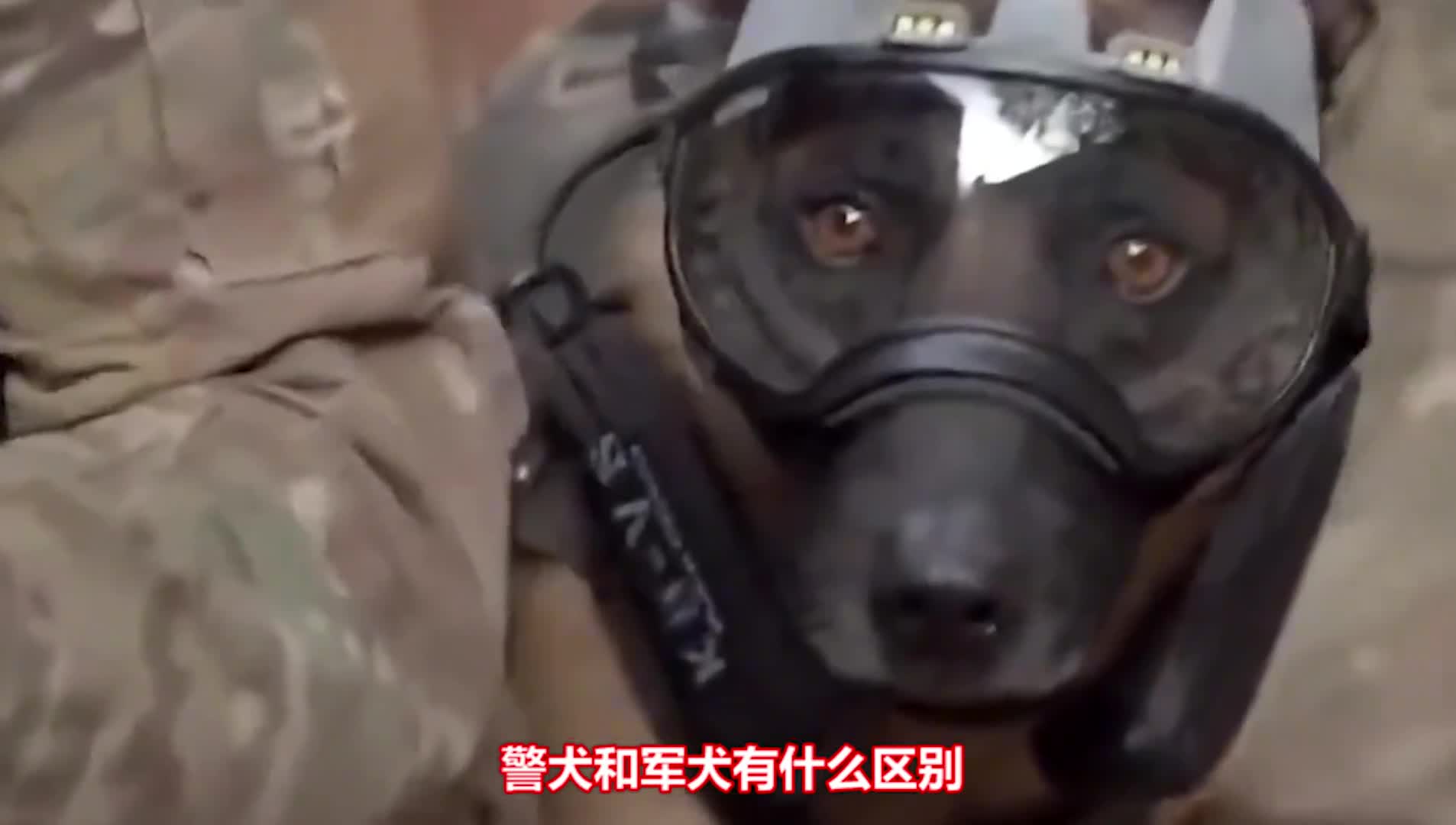 警犬和军犬有哪些区别