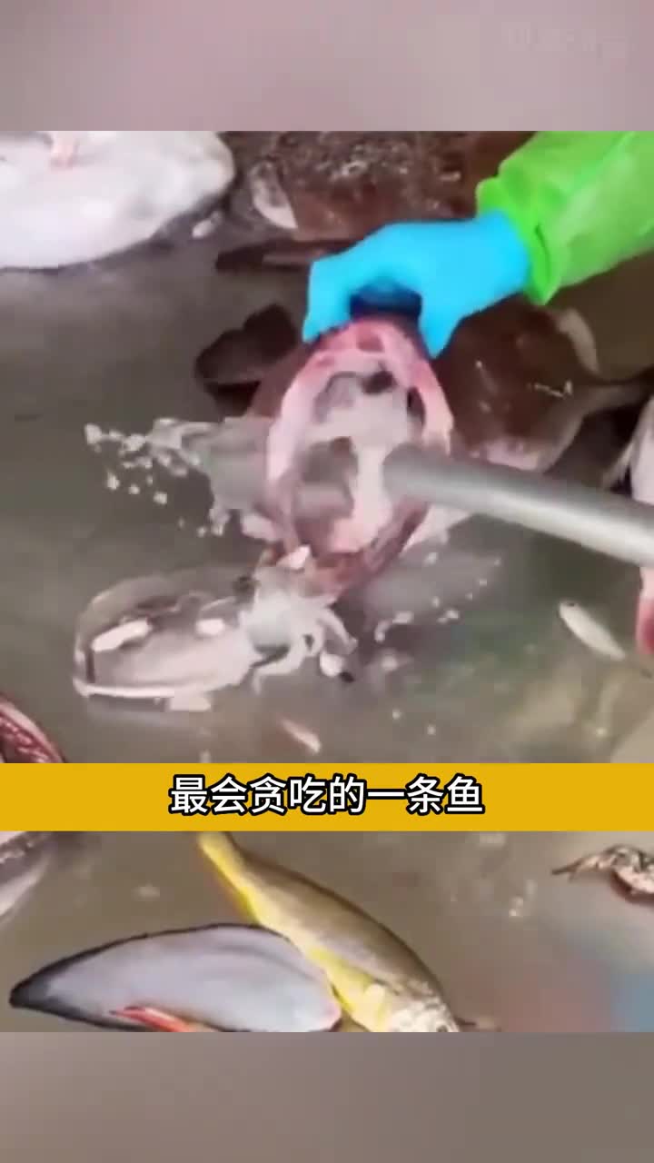世界上最会贪吃的一条鱼