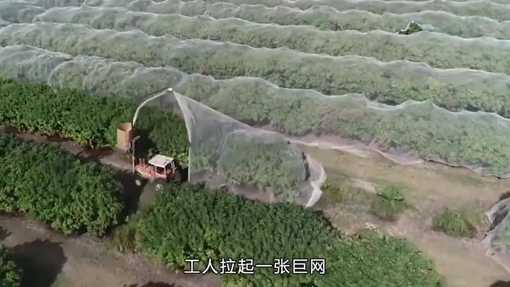荔枝罐头是如何生产的