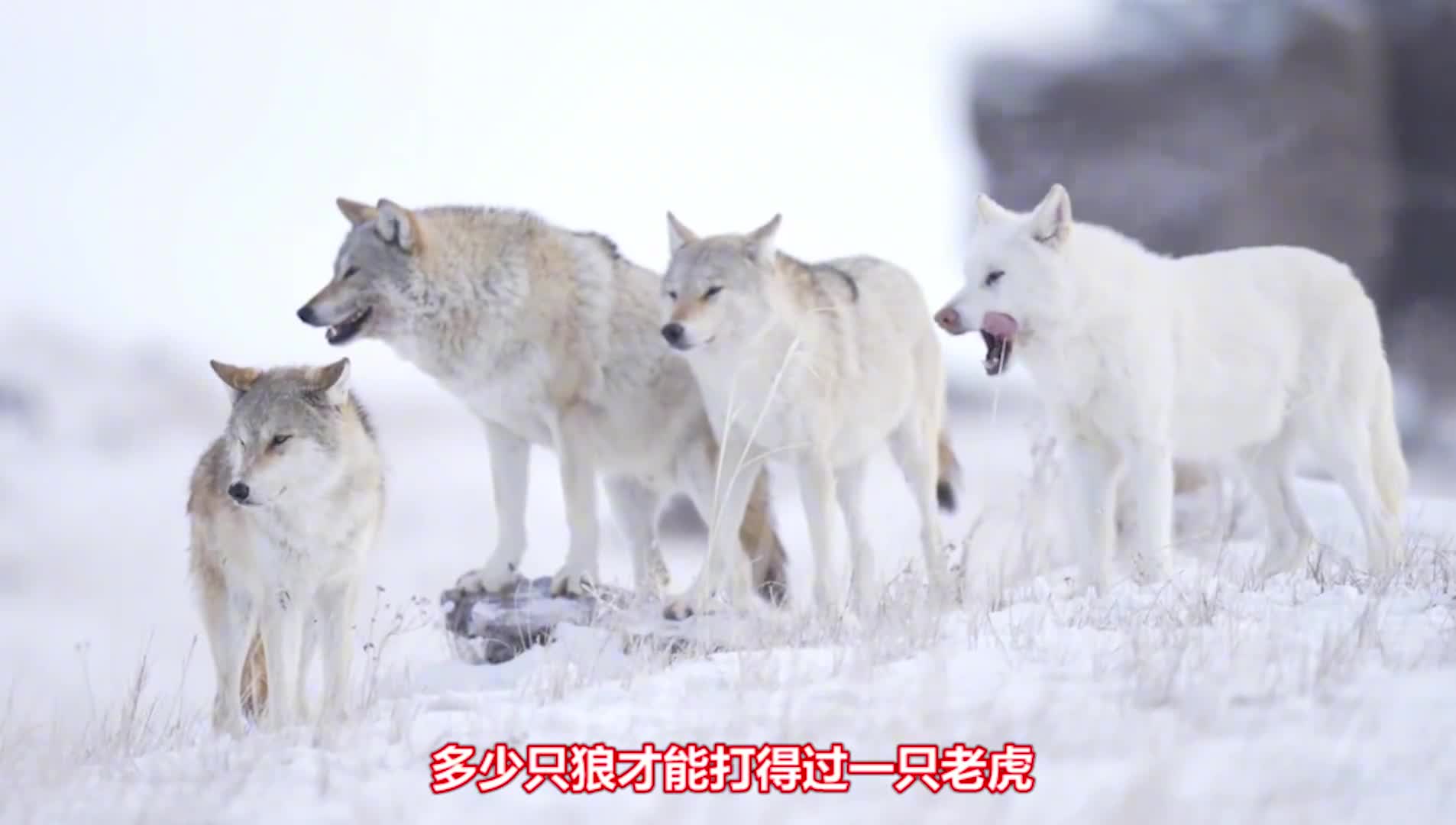 多少只狼才能打得过一只老虎