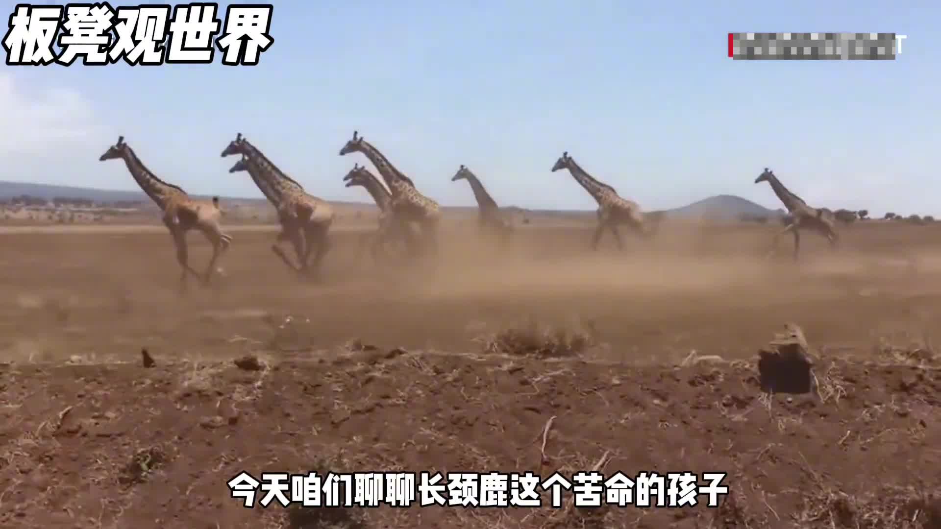 苦命的长颈鹿活着太难了