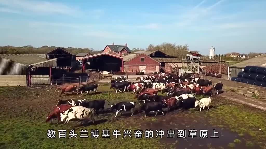 原来牛蹄筋是这样制作的