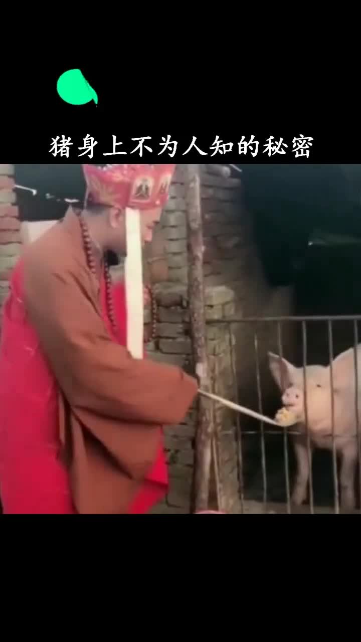 以后谁在说你像猪一样那就是在夸你