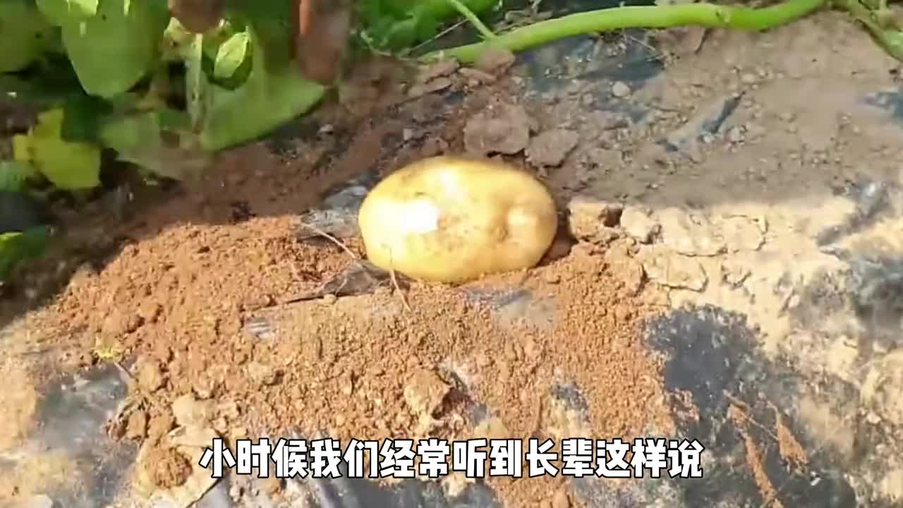 发了芽的土豆究竟能不能吃为什么有人会中毒