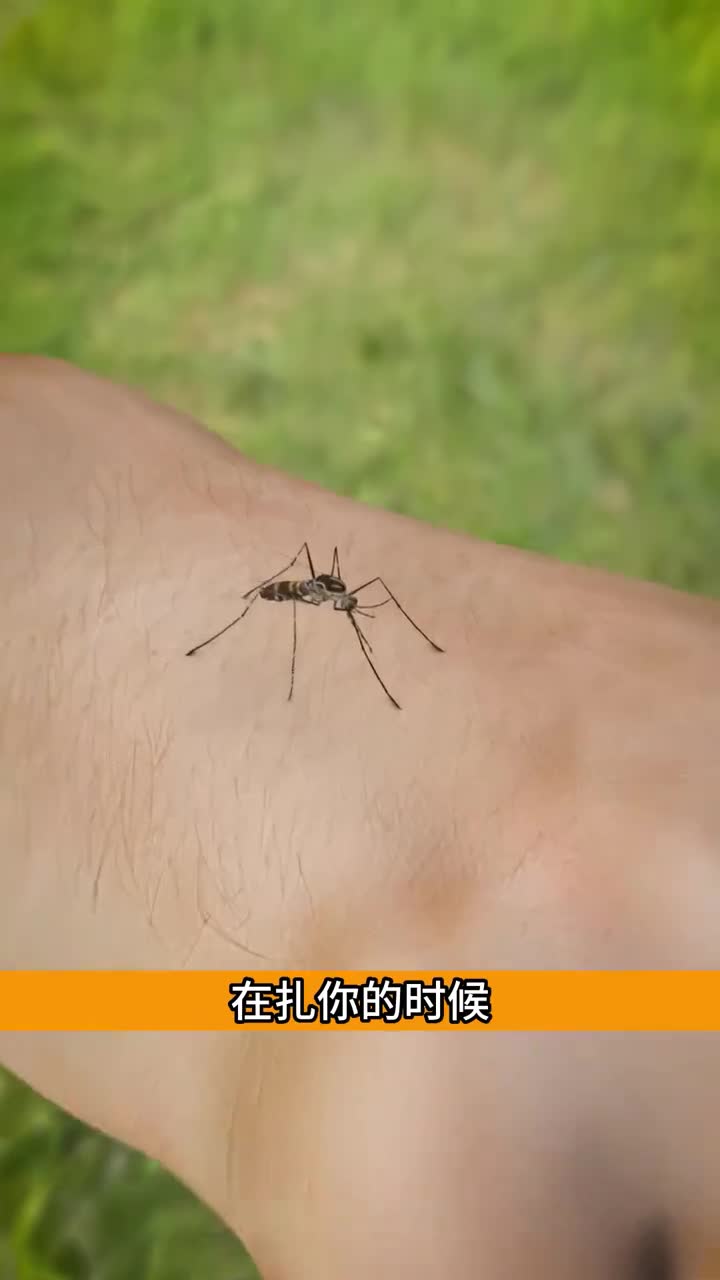 蚊子叮咬的时候感觉不到疼解释