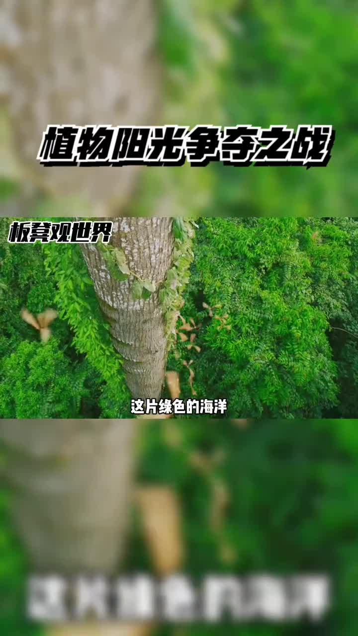植物为了阳光简直不择手段