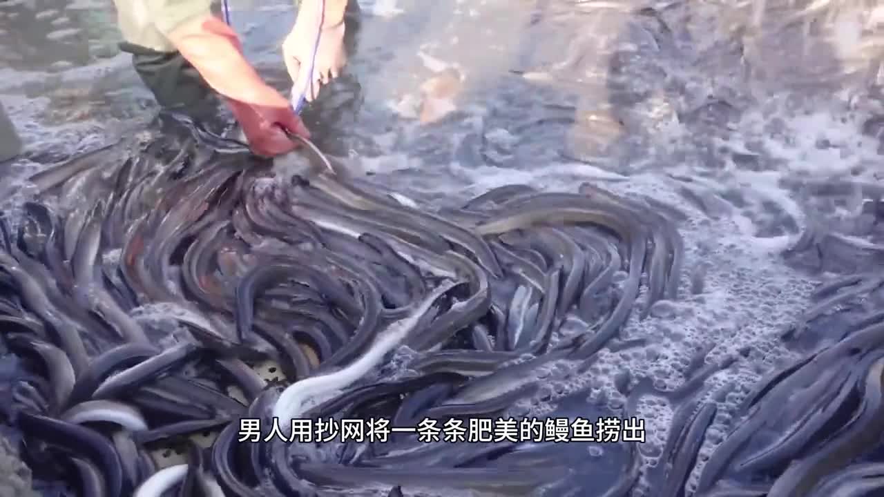 被吃成濒危物种的鳗鱼为什么还如此受欢迎
