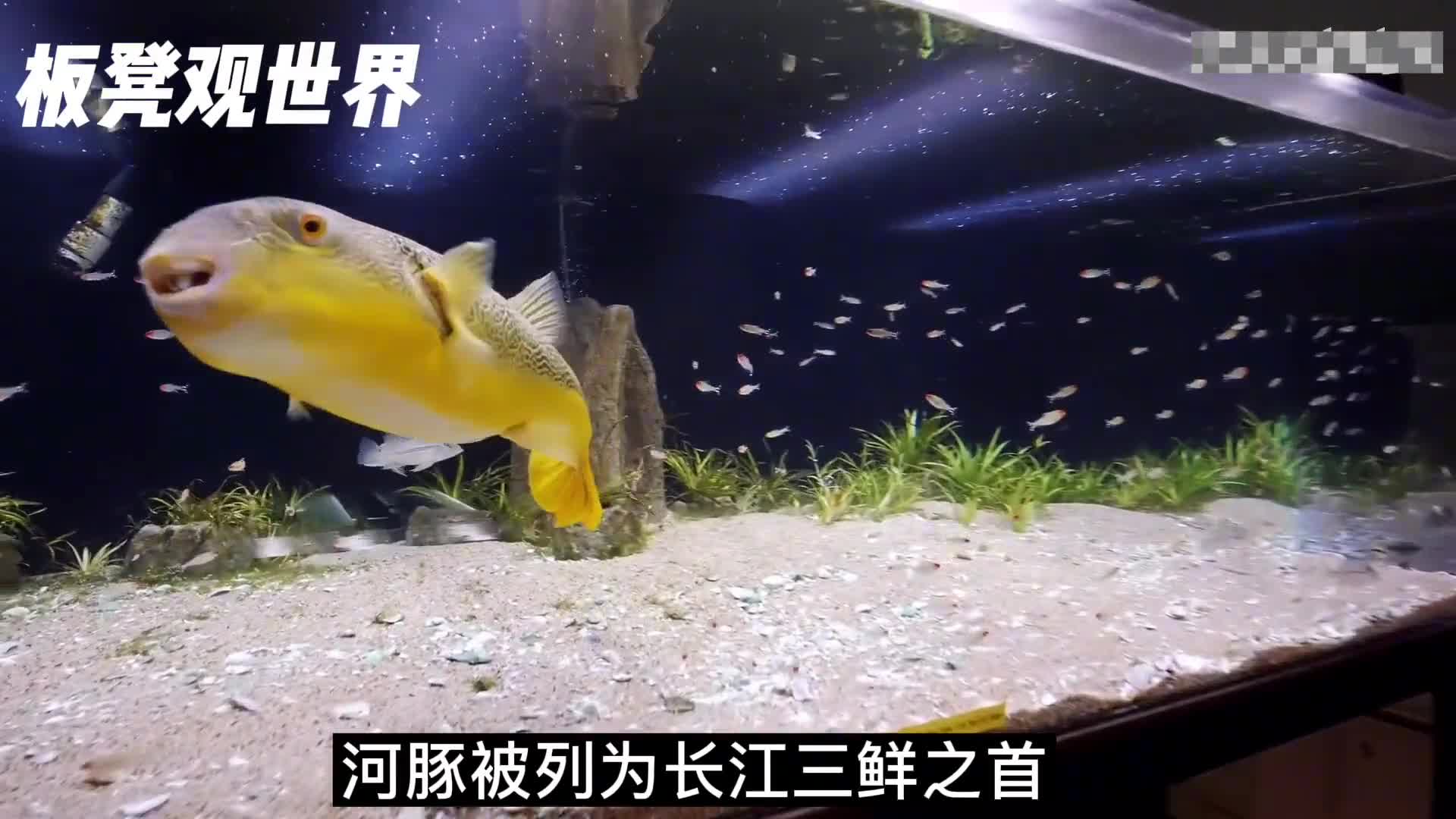 拼死吃河豚河豚到底有多美味