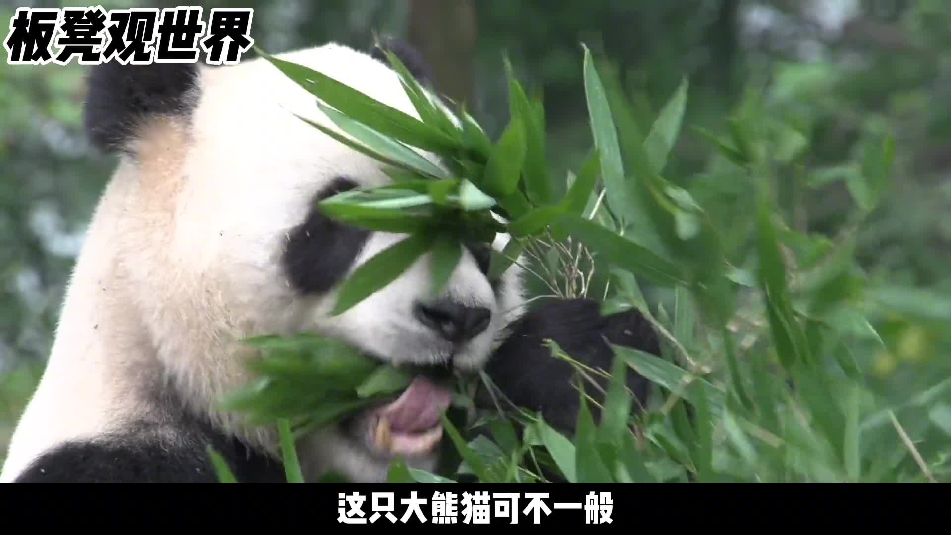 大熊猫换钛合金牙