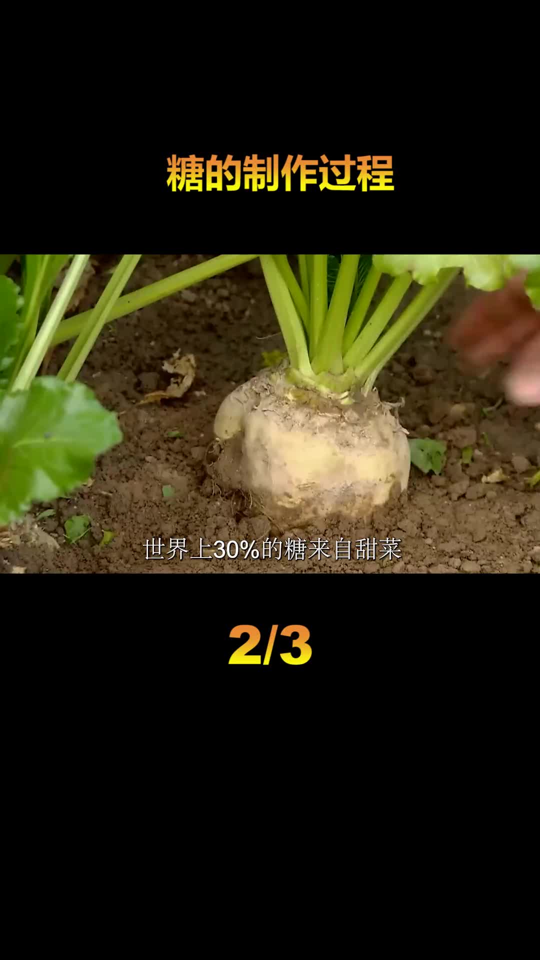 白糖是如何制作的长得像萝卜的甜菜提炼后就成了白糖