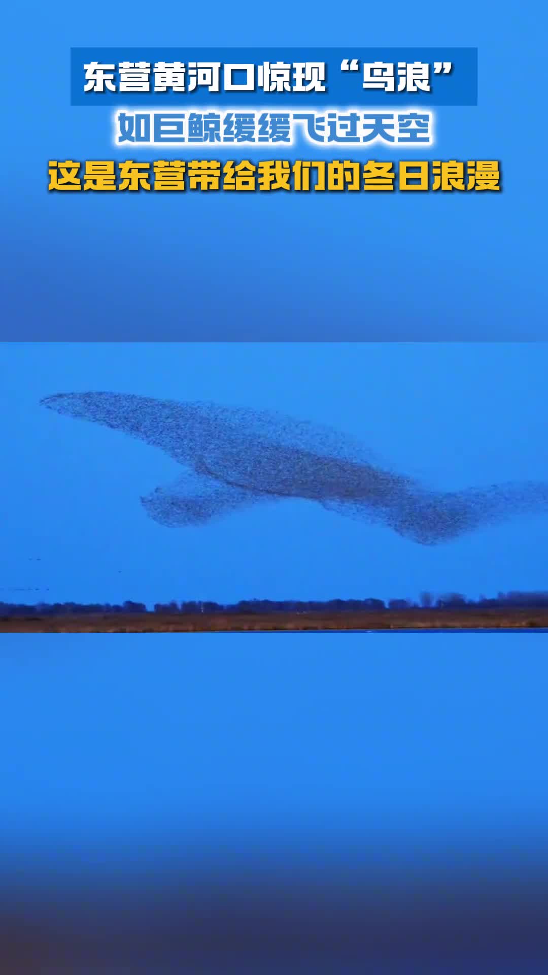 东营黄河口惊现鸟浪如巨鲸缓缓飞过天空这是东营带给我们的冬日浪漫来源行摄时光