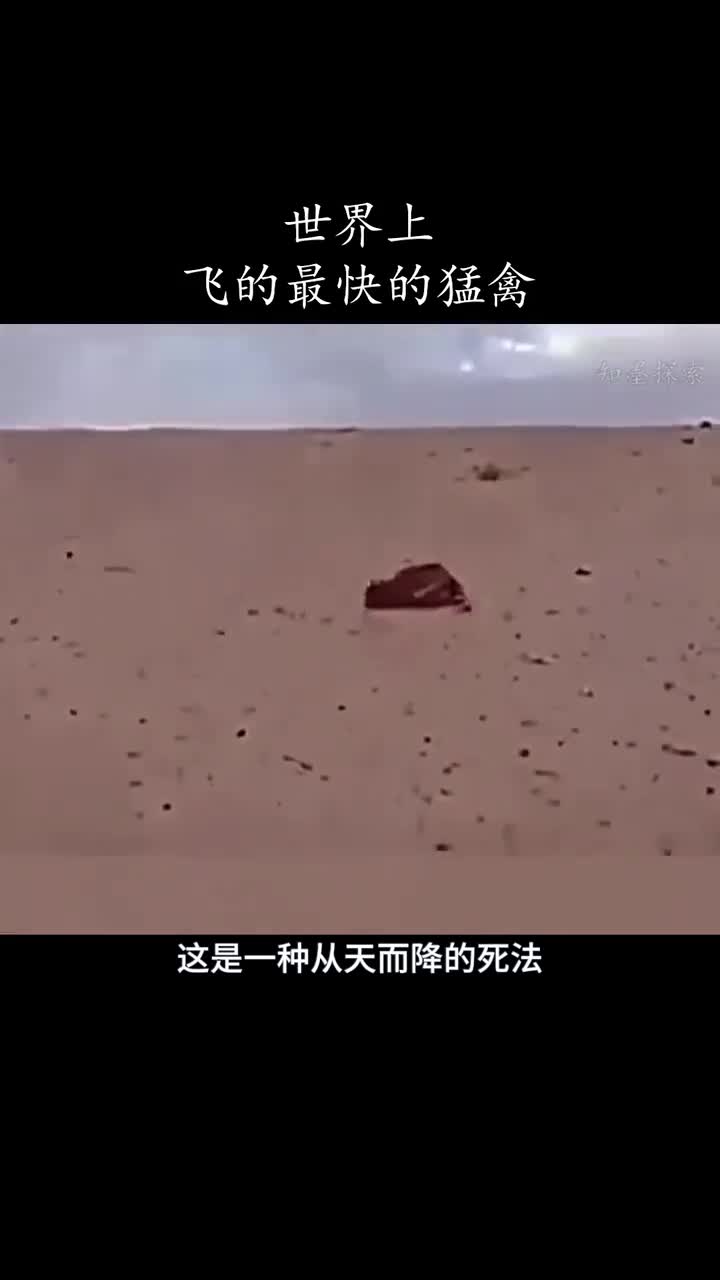 游隼独特的捕食方式