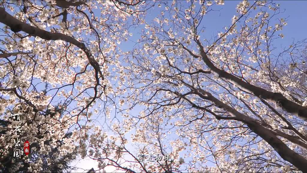 你闻到春天的味道了吗济南百花公园的玉兰花开了素装淡裹晶莹皎洁亭亭玉立这个周末你还不来打卡吗