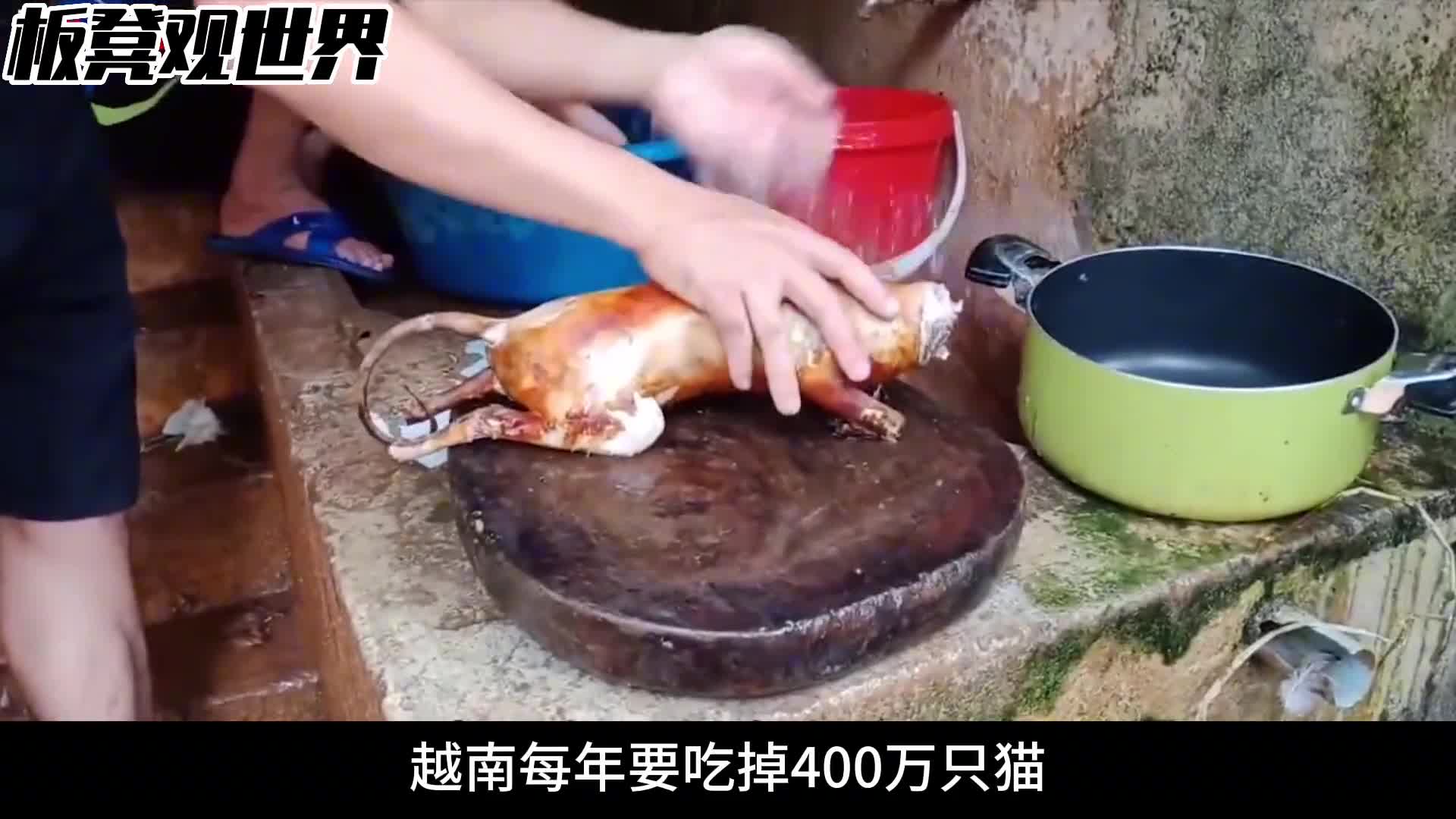 越南人为什么爱吃猫肉