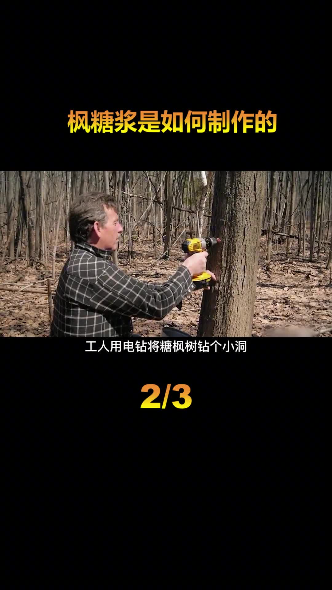 枫糖浆是如何制作的机器挖穿枫树取汁熬糖浆