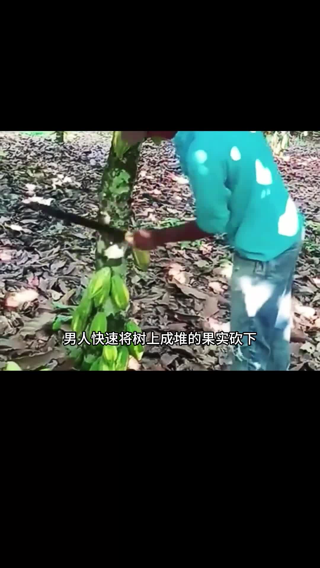 这也太值了吧诺梵松露巧克力到手一袋足足500g