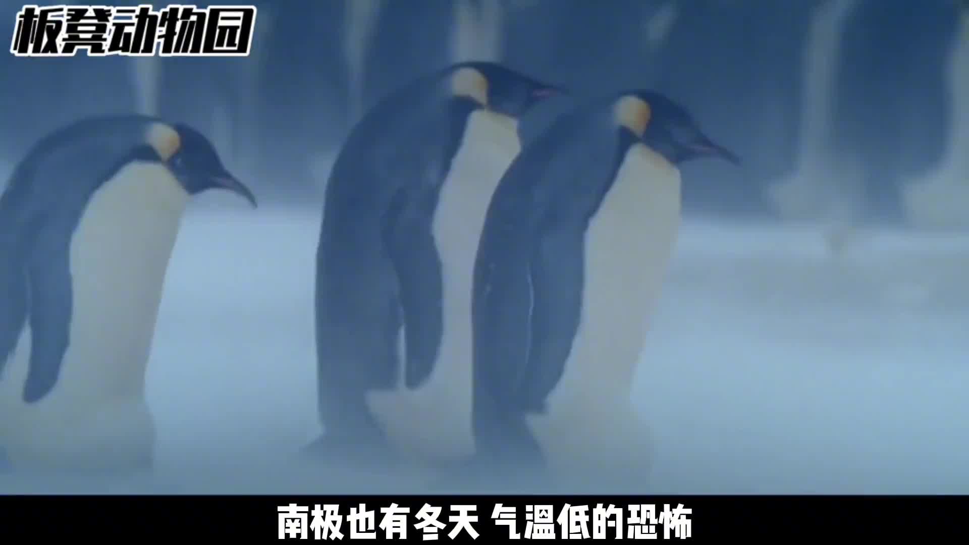 南极有多冷帝企鹅心里明白