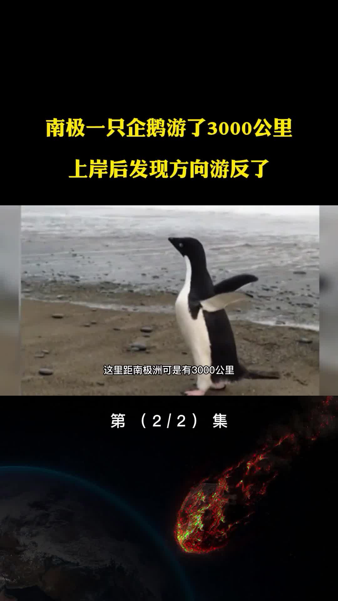 南极一只傻企鹅游了3000公里上岸后才发现方向游错了内心崩溃