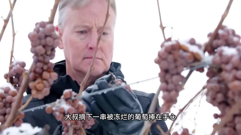一口沦陷它真的和葡萄葡萄酒不一样经过自然冷冻的葡萄酿造出不一样的冰酒