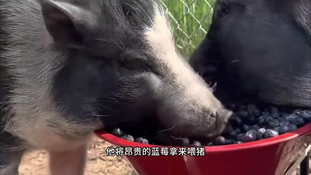 蓝莓叶黄素软糖是如何制作的