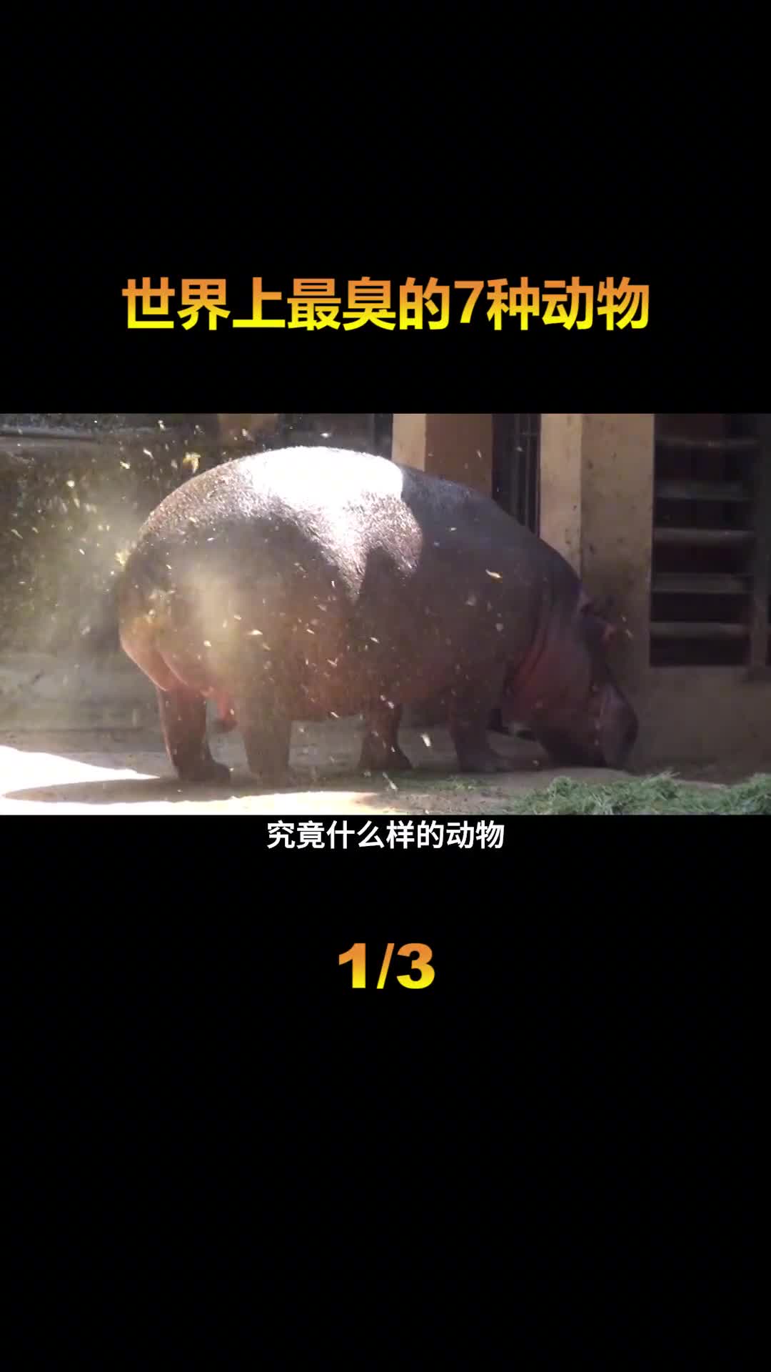 盘点世界上7种最臭的动物第一名被称为自然界的生化武器