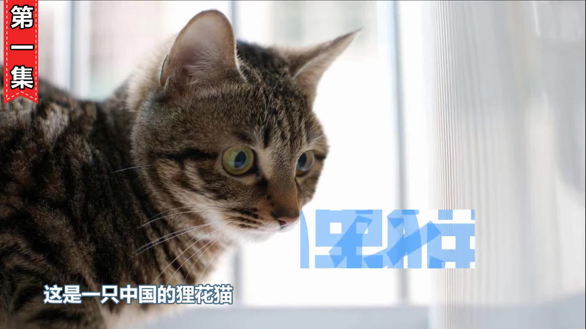 长相可爱却被全世界禁养的猫杀戮机器名不虚传