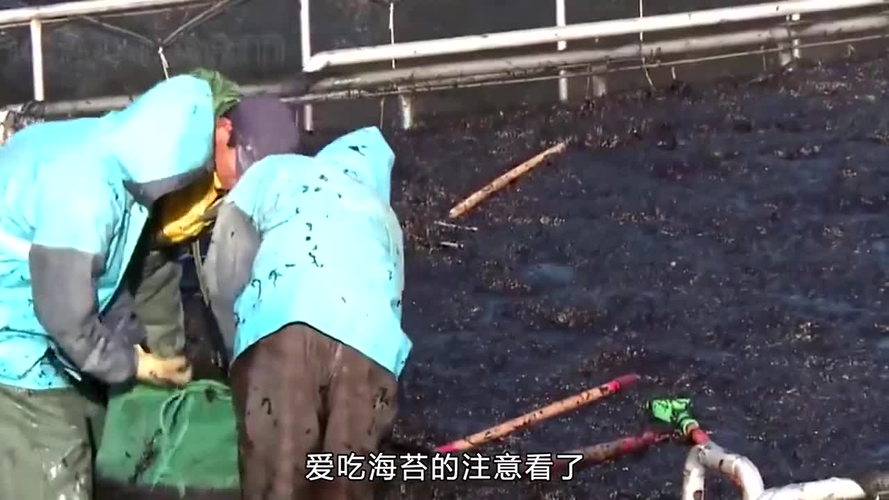 原来海苔是用紫菜制作的