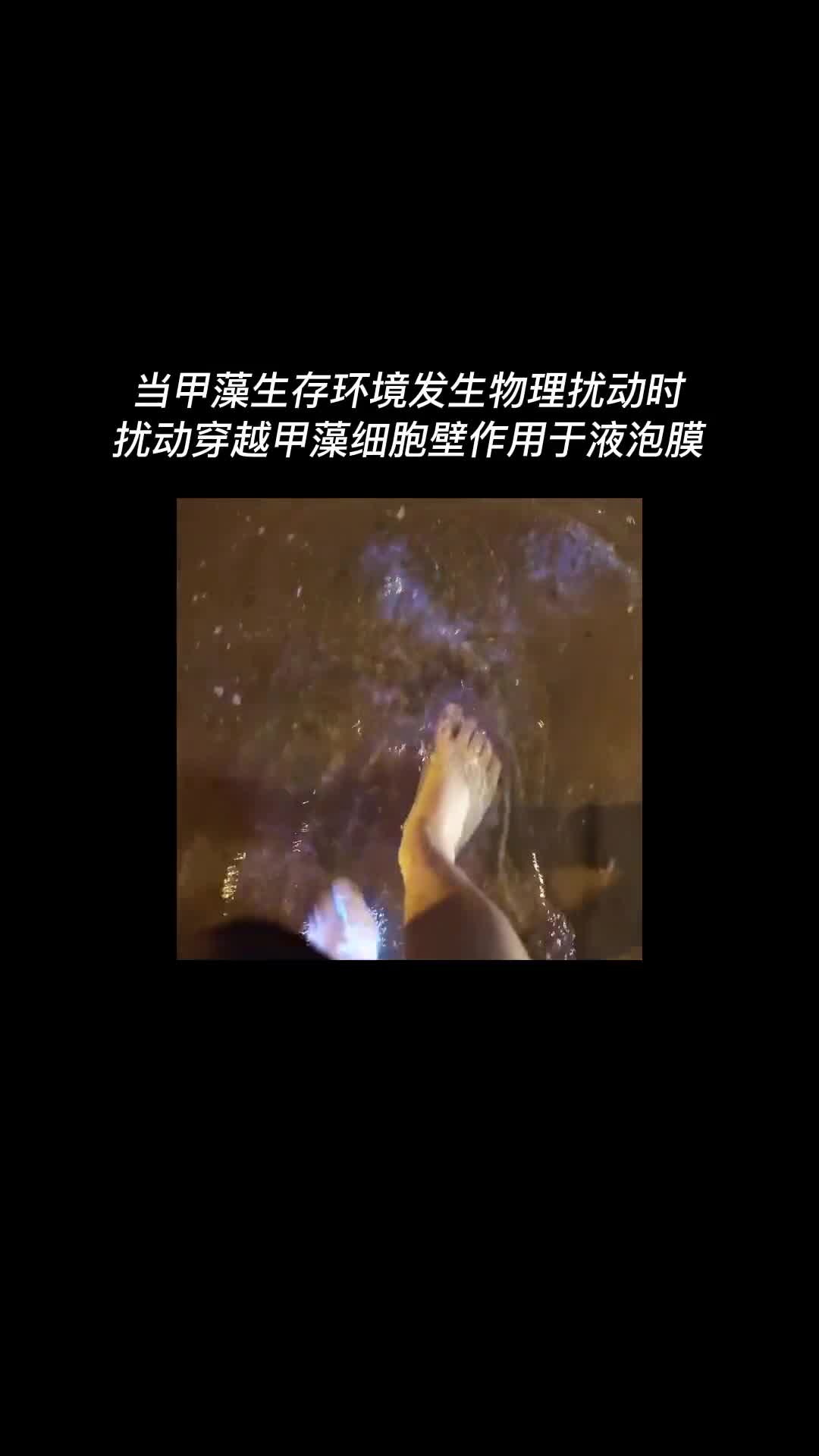 除了萤火虫你还见过哪些会发光的生物