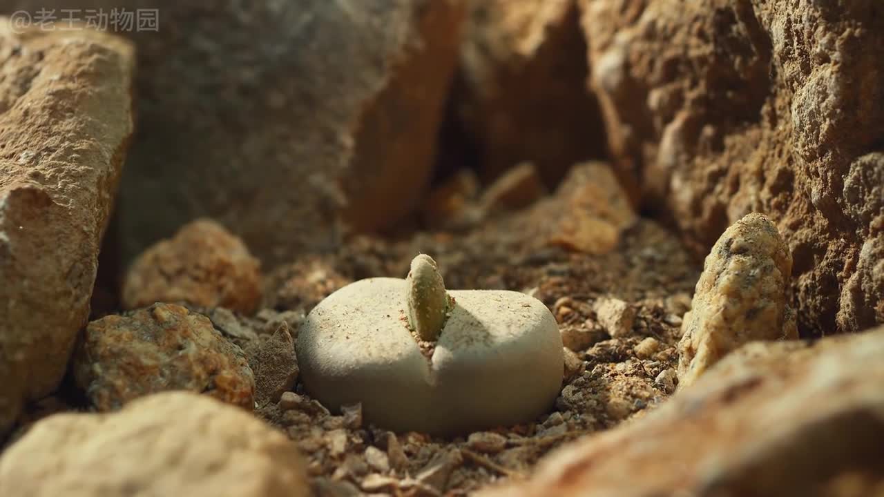 不愿意做牛马的寄居蟹