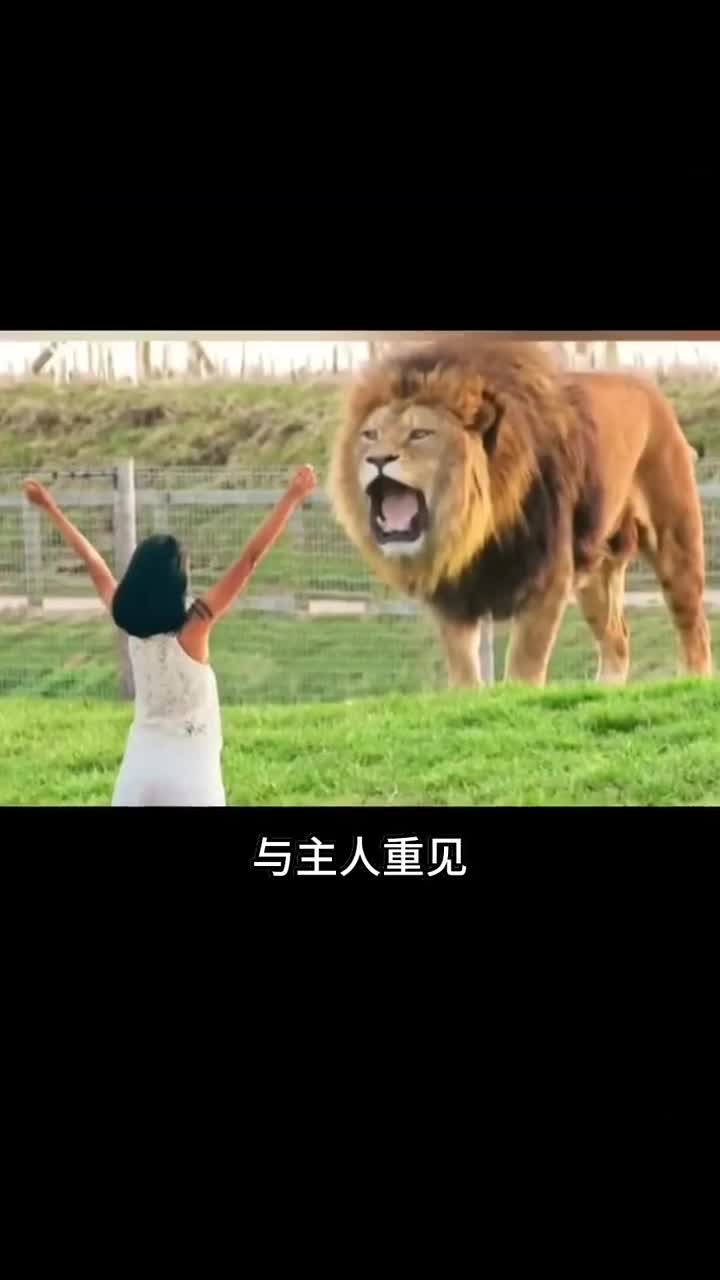 多年后动物与主人重聚的反应