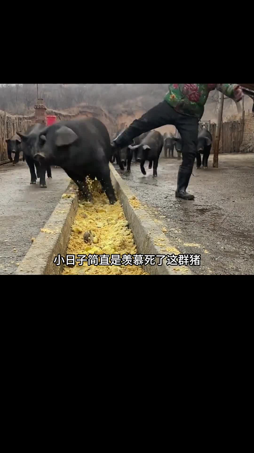 他拿西瓜喂猪
