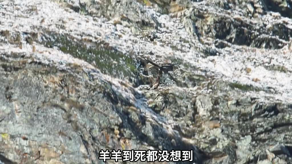 青春没有售价邻居浅尝一下