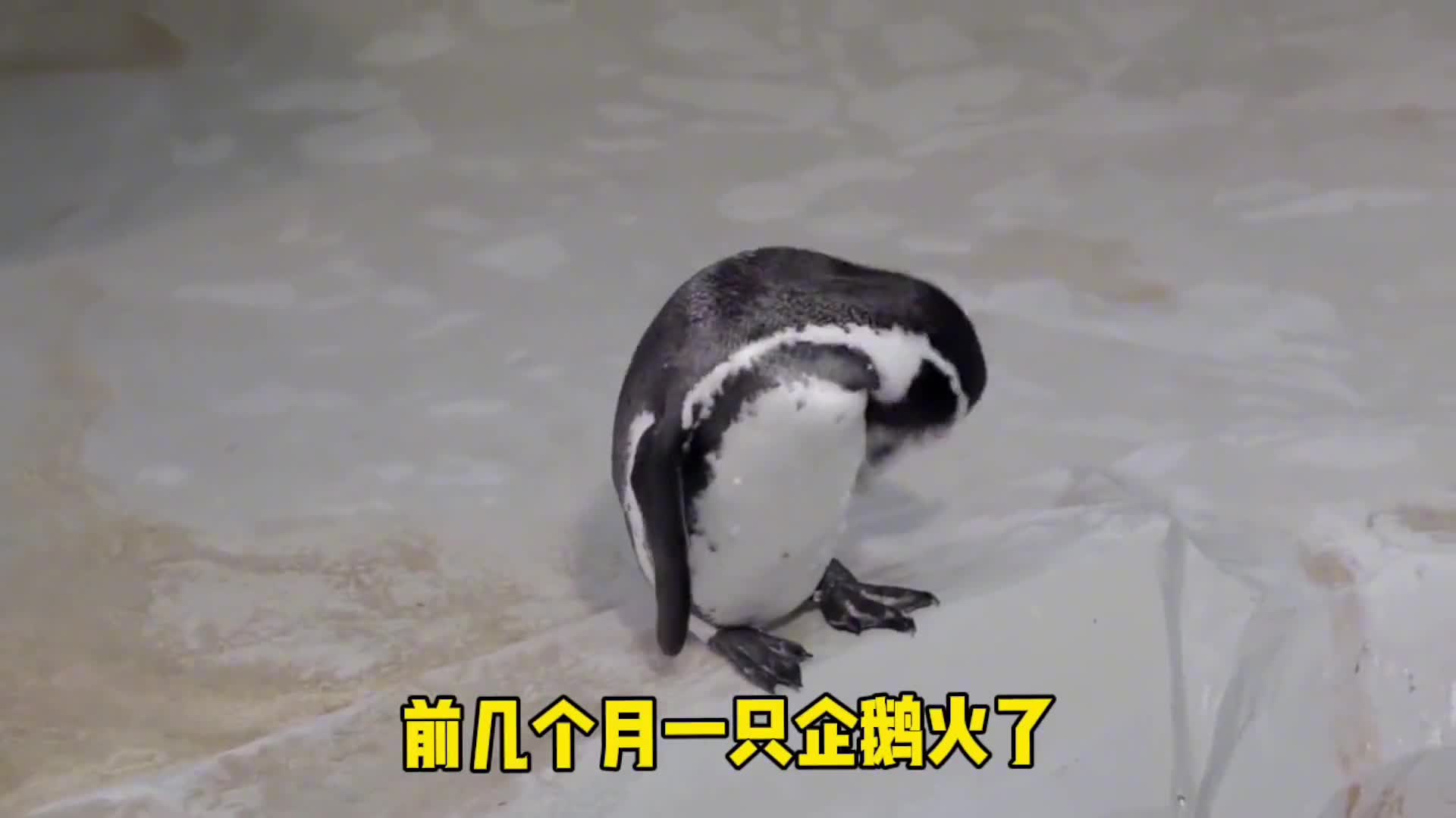 南极企鹅游了3000公里发现方向错了