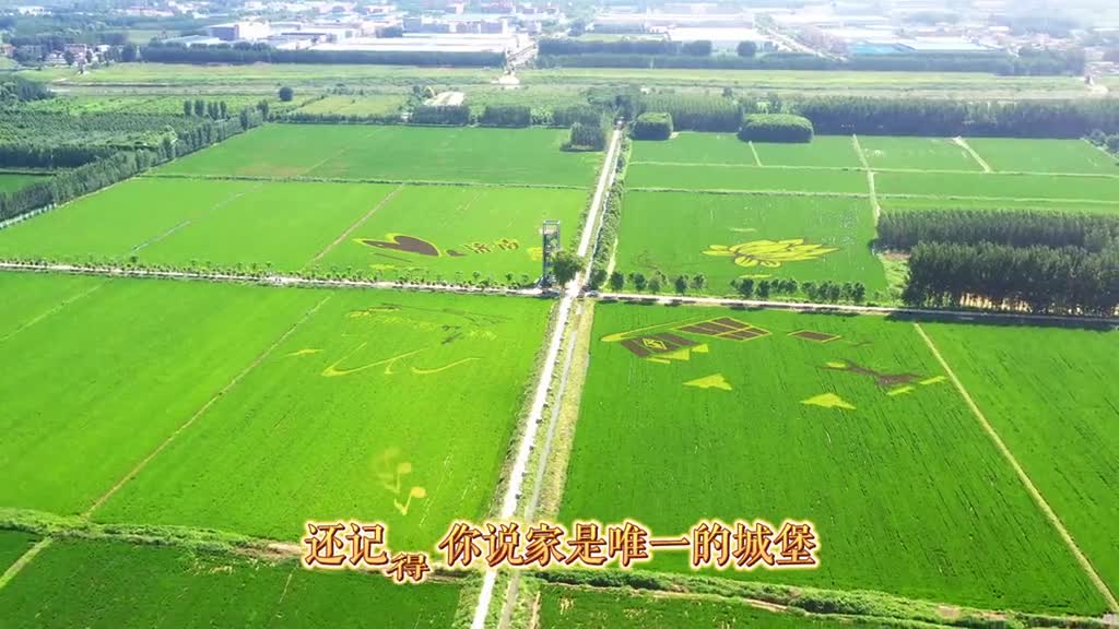 一曲济南版稻香带你走进济南荷花路东侧巨幅稻田画