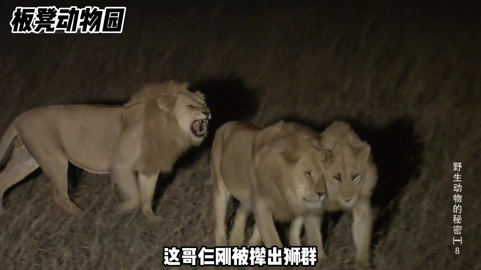 三头雄狮成长为一代狮王的艰难历程