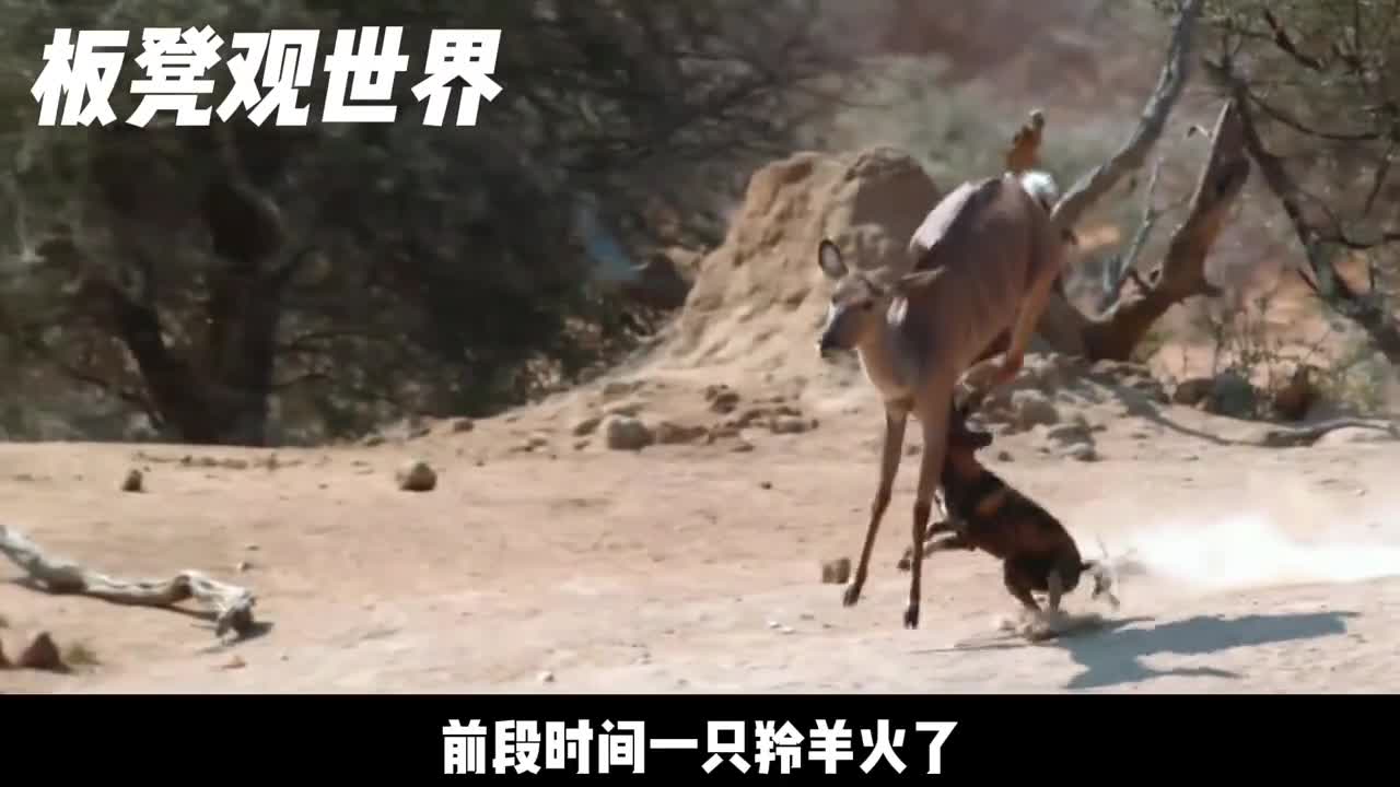 倒霉的羚羊被四种动物包围