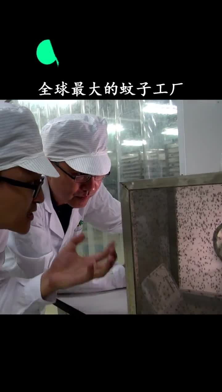 在你点蚊香的时候可能还不知道这些蚊子可能是别人养的