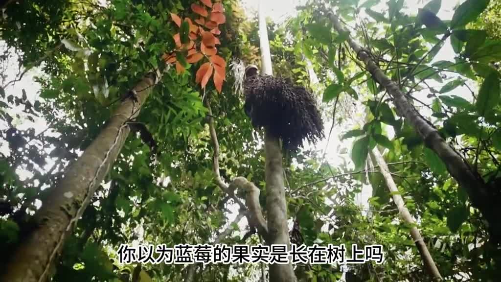 你知道蓝莓是如何采摘和加工的吗