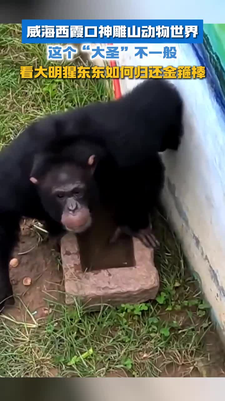 威海西霞口神雕山动物世界这个大圣不一般看大明猩东东如何归还金箍棒