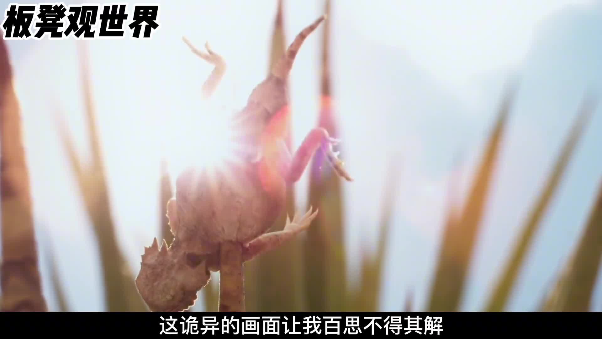 呆萌的伯劳鸟下手可真狠