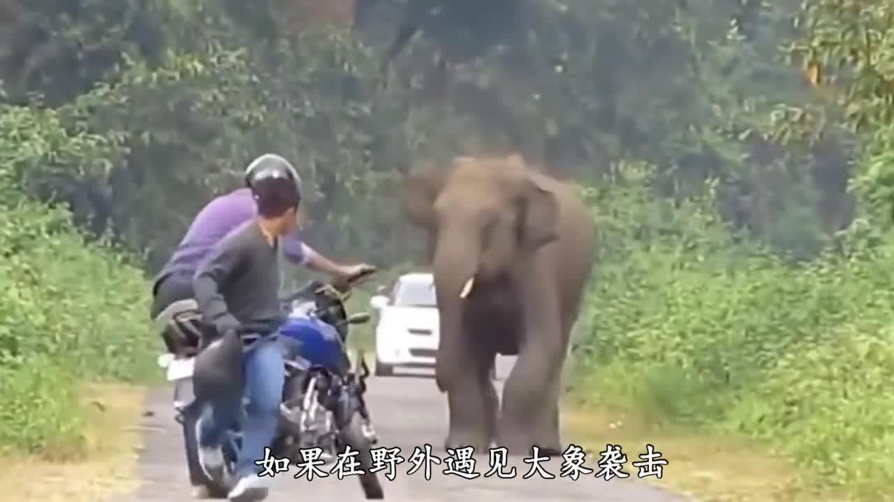 大象袭击人的事件在印度每年都会发生它们主动袭击人类的原因也让人哭笑不得