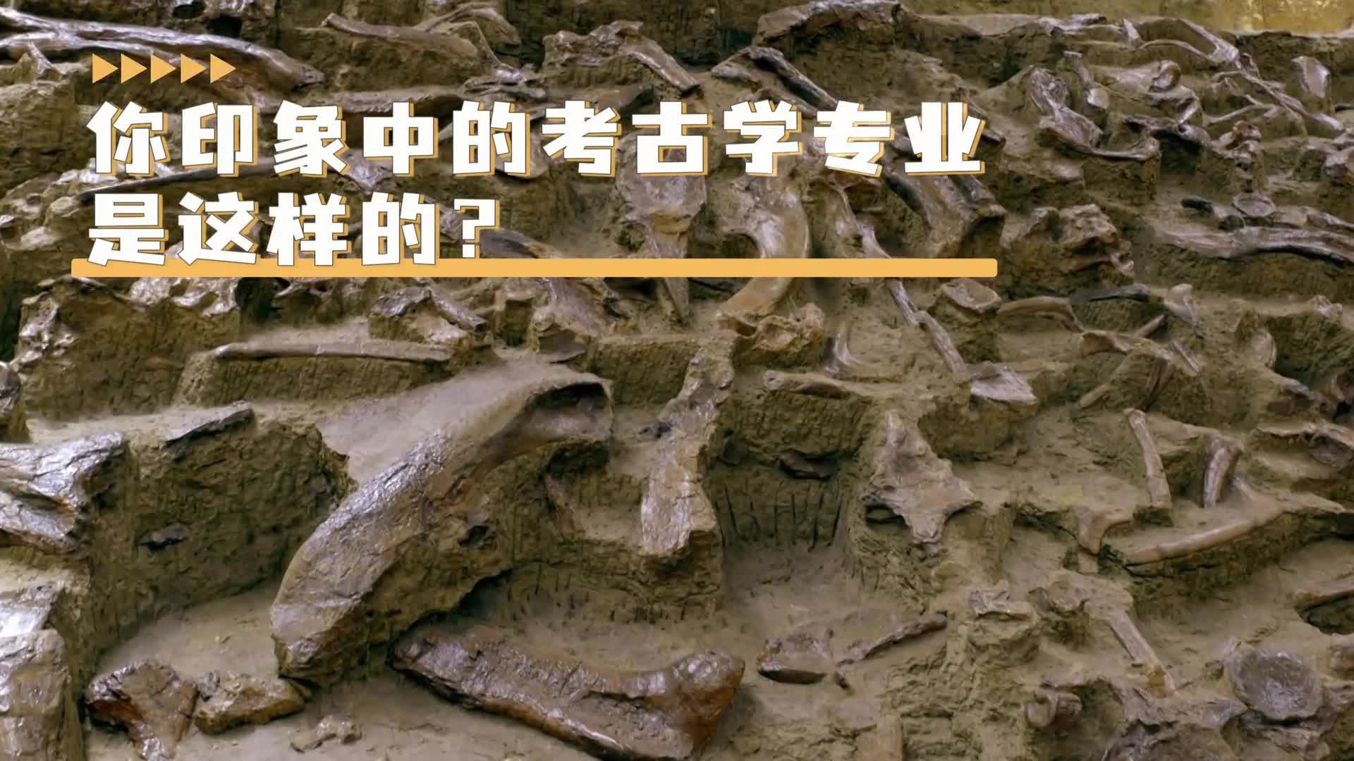 入学即就业毕业就带编山东省文物全科人才定向培养计划让你印象中的考古学专业超乎想象