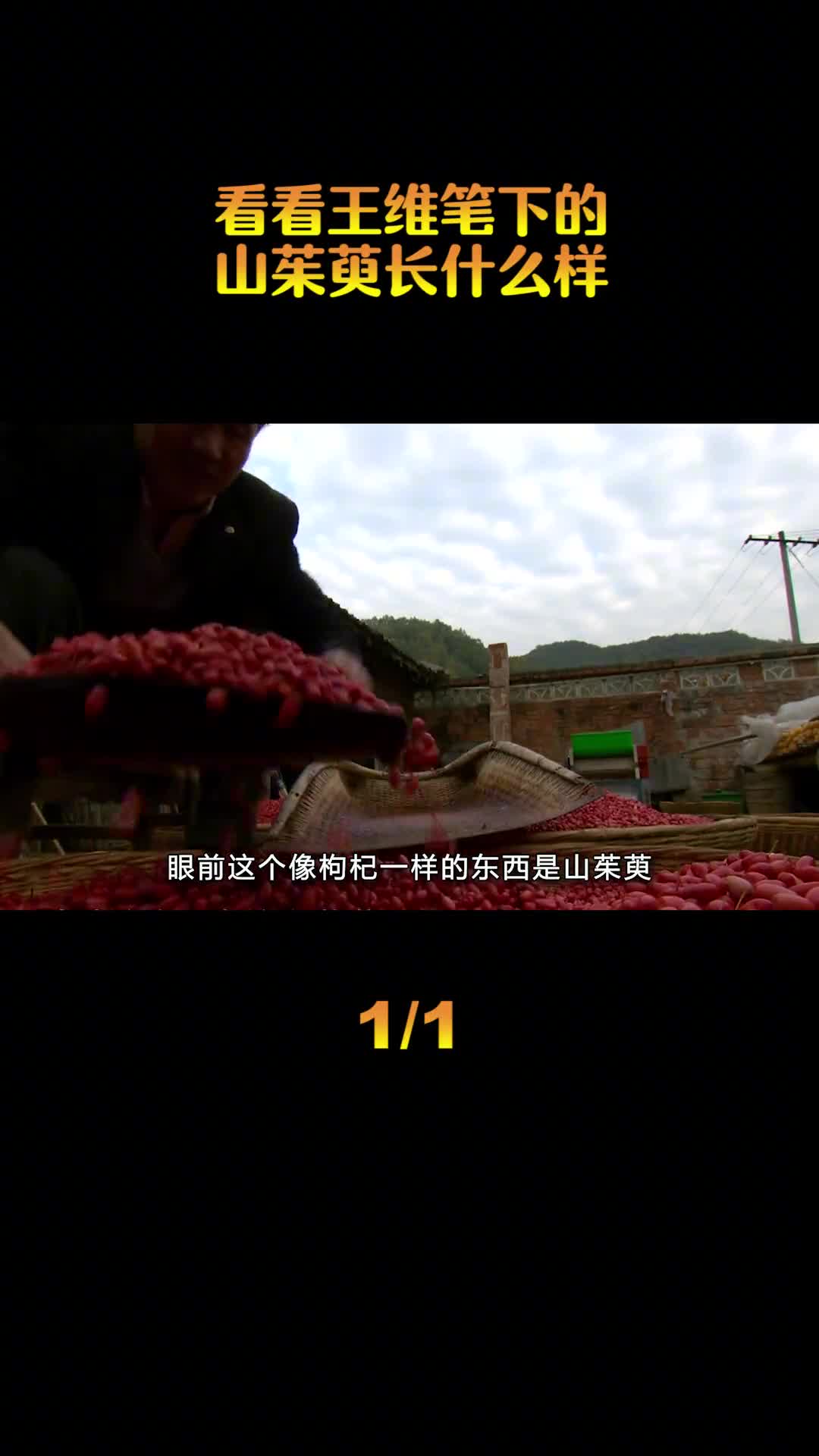 独在异乡为异客每逢佳节倍思亲遥知兄弟登高处遍插茱萸少一人这是王维笔下的山茱萸