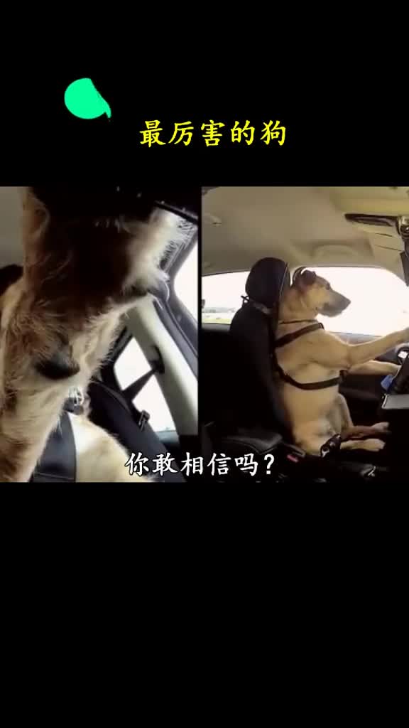 你敢相信吗中华田园犬不仅会看家守院它还会开车