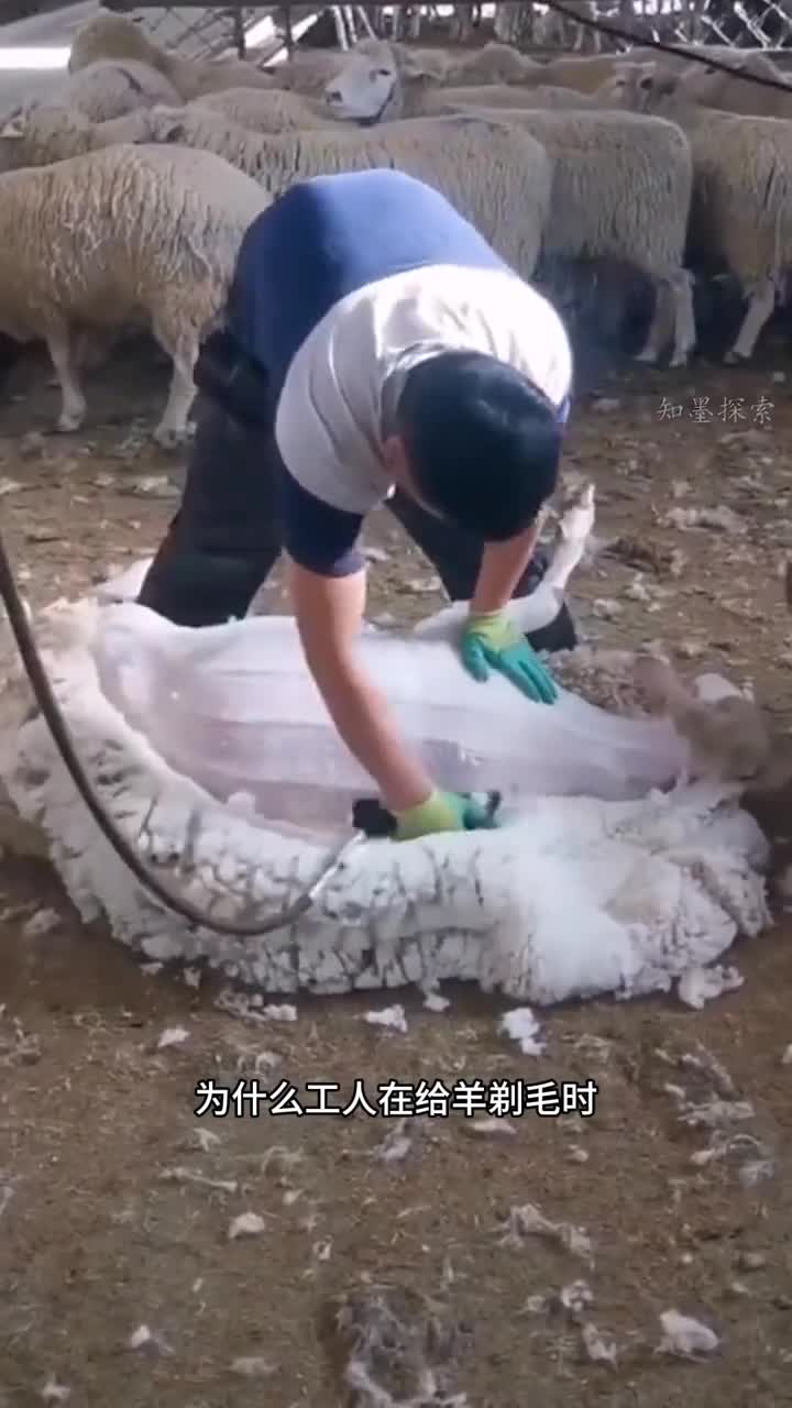 给羊剃毛时羊为什么那么温顺