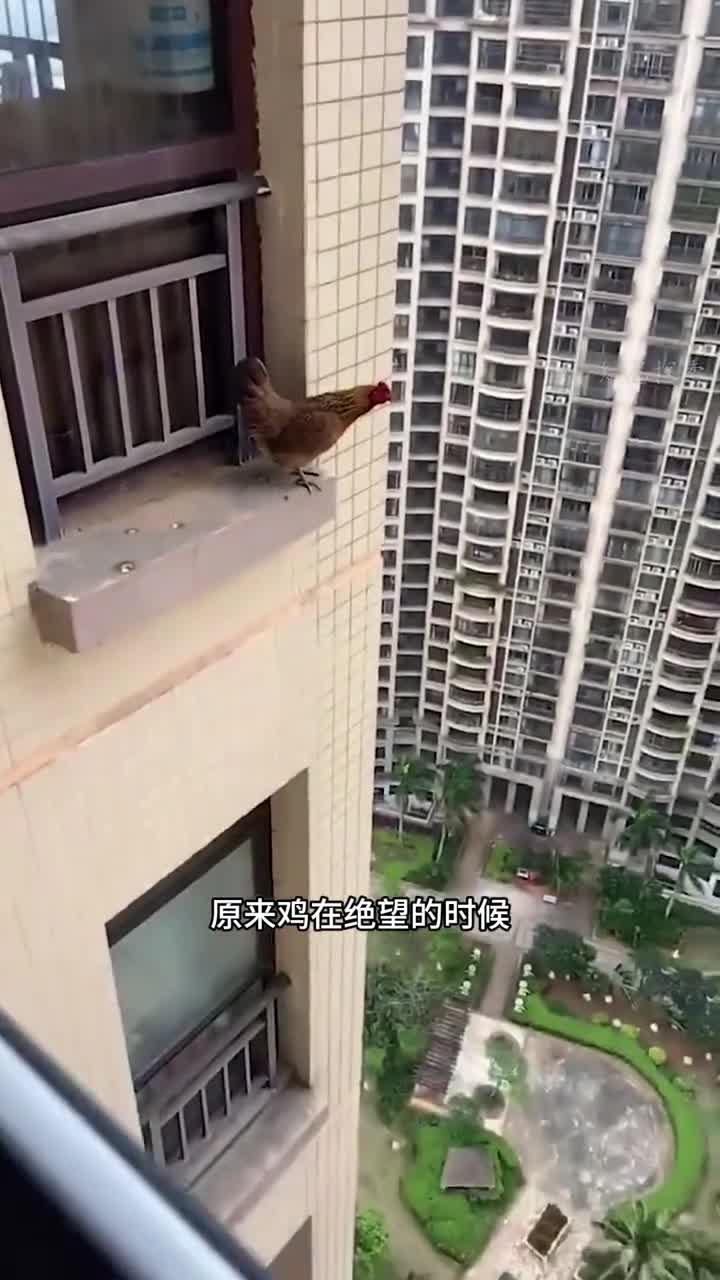 鸡在绝望的时候也会飞