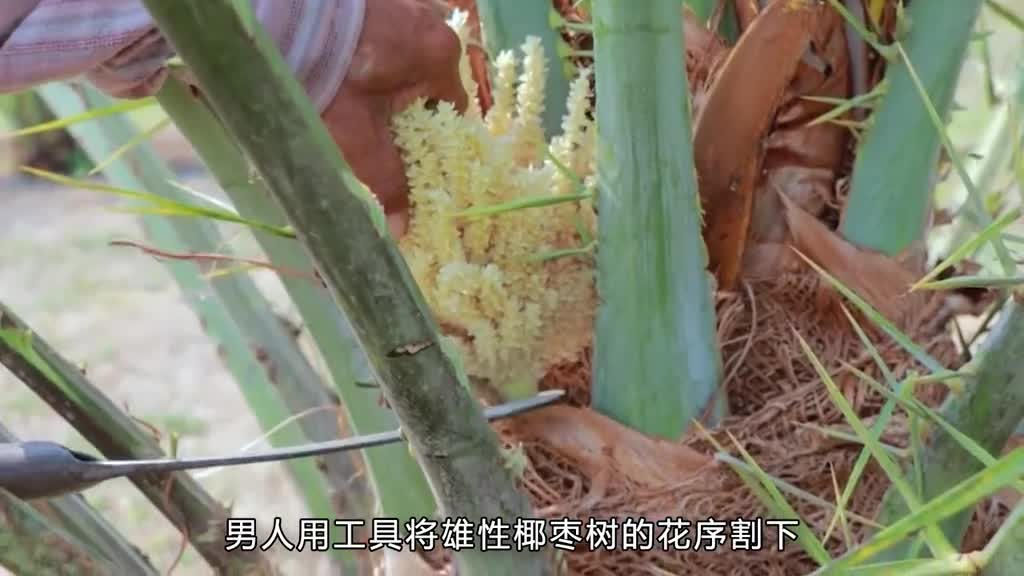 大自然的美食椰枣